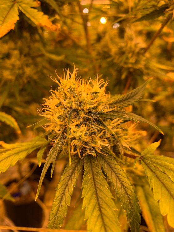 Green Cannabis Buds Free Stock Photo green-cannabis-buds-free-stock-photo