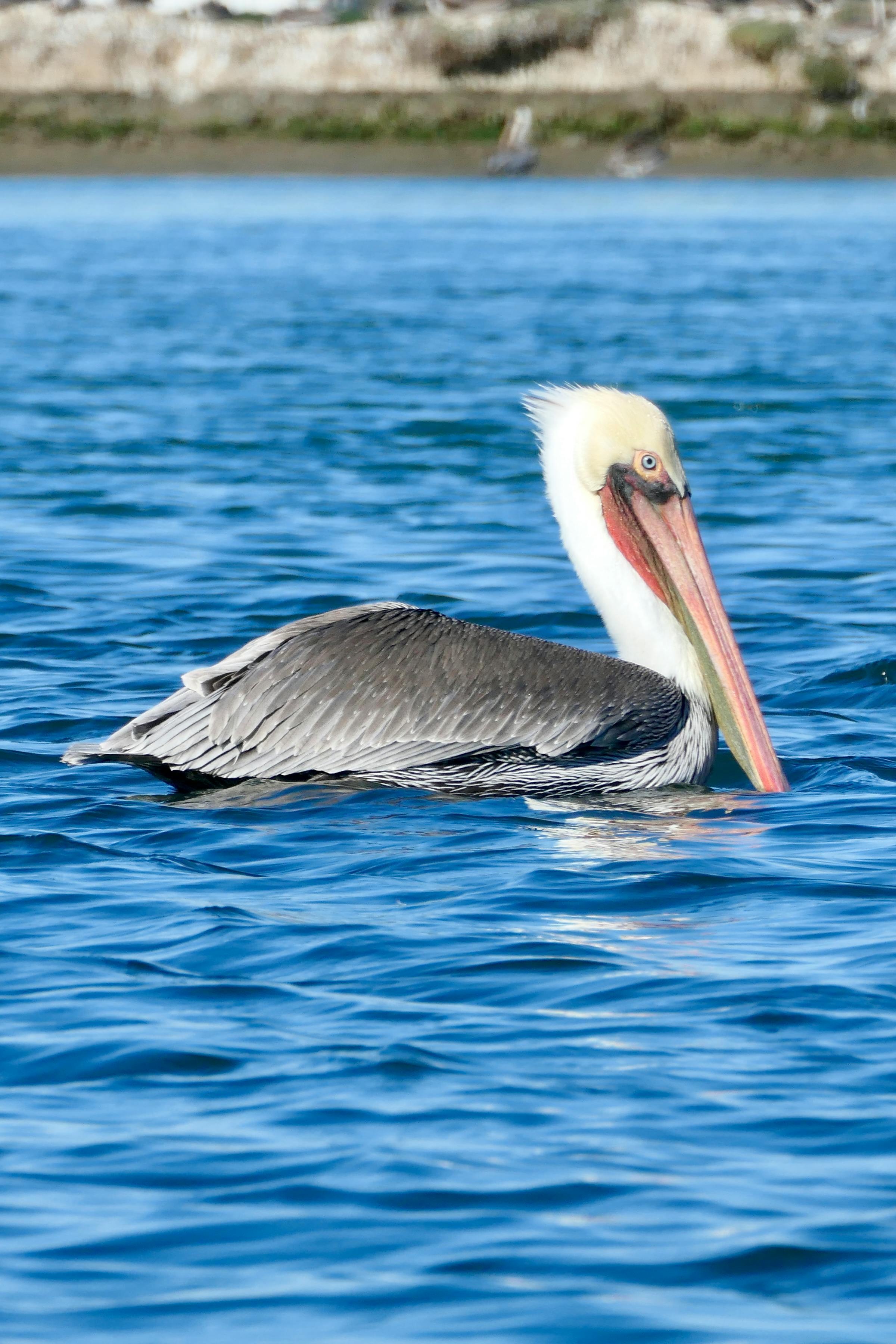 brown pelican