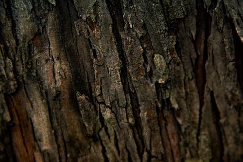 木, 肌の無料の写真素材