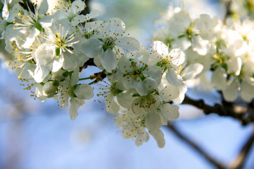 คลังภาพถ่ายฟรี ของ ดอกไม้, ดอกไม้สีขาว, ต้นแอปเปิ้ล