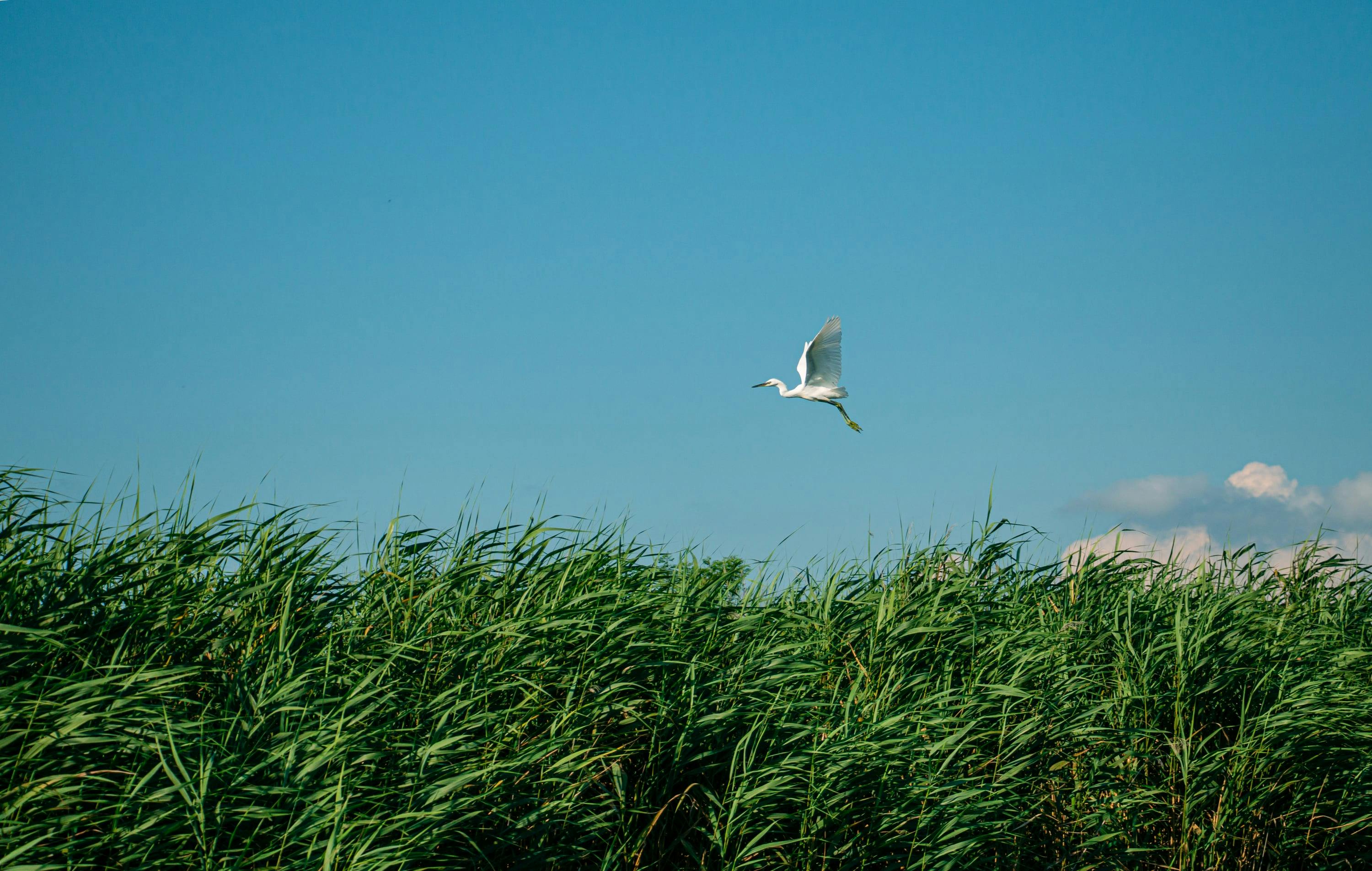 A graceful heron in flight over lush green reeds under a clear blue sky.