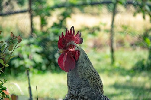 Free stock photo of animal, chicken, cock