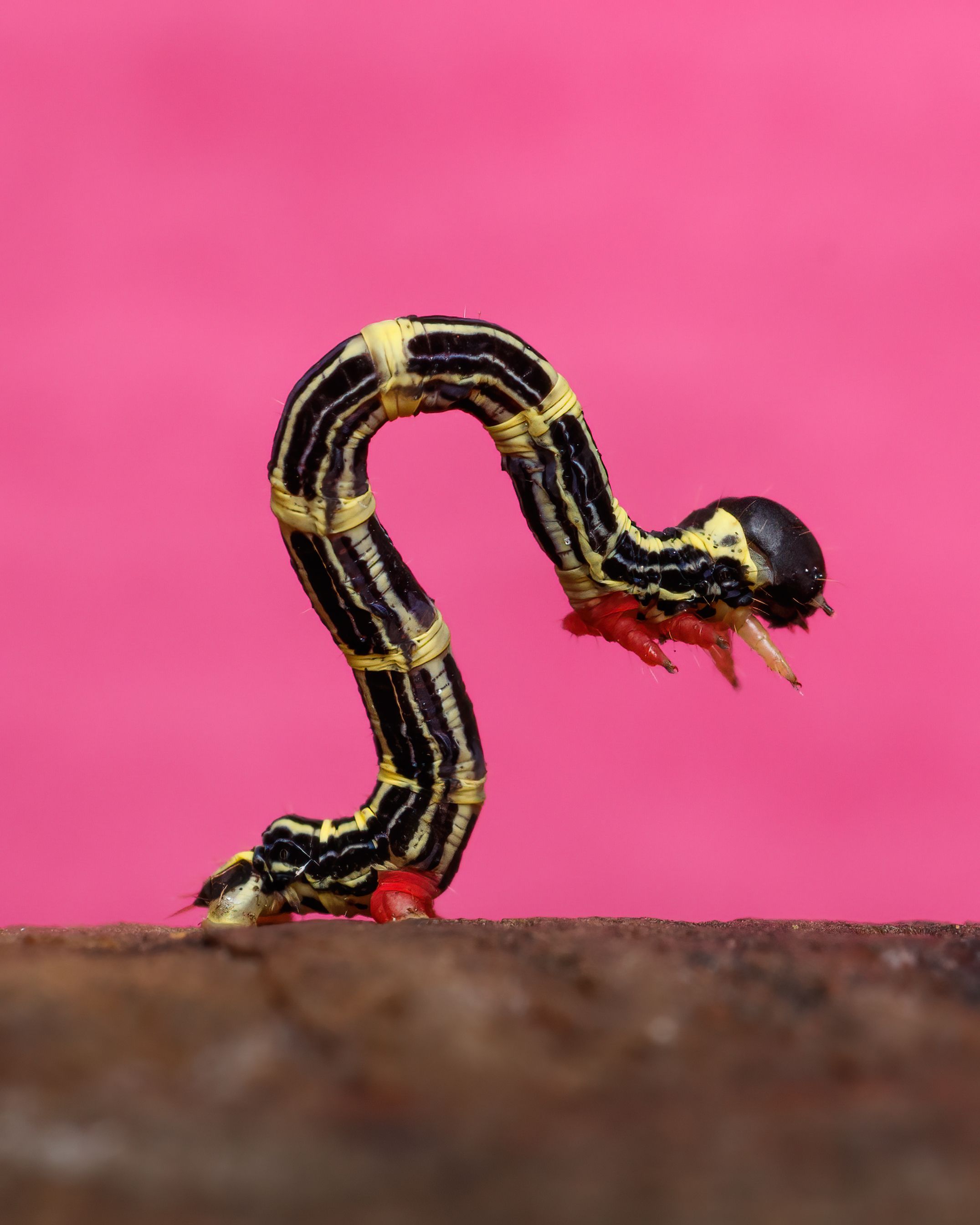 A cater worm crawling on a pink background · Free Stock Photo