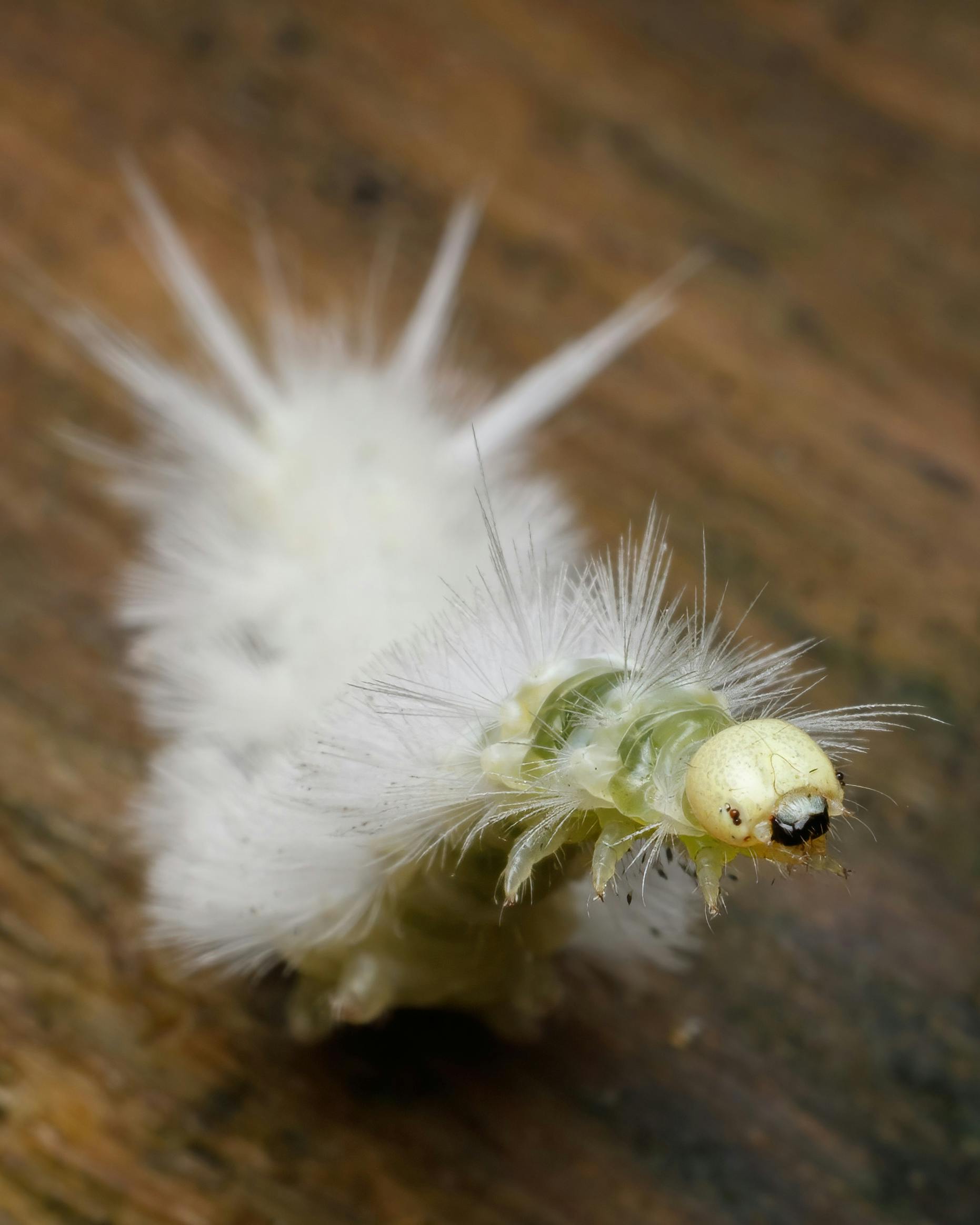Detailed macro photo capturing a fuzzy caterpillar's unique texture and features.