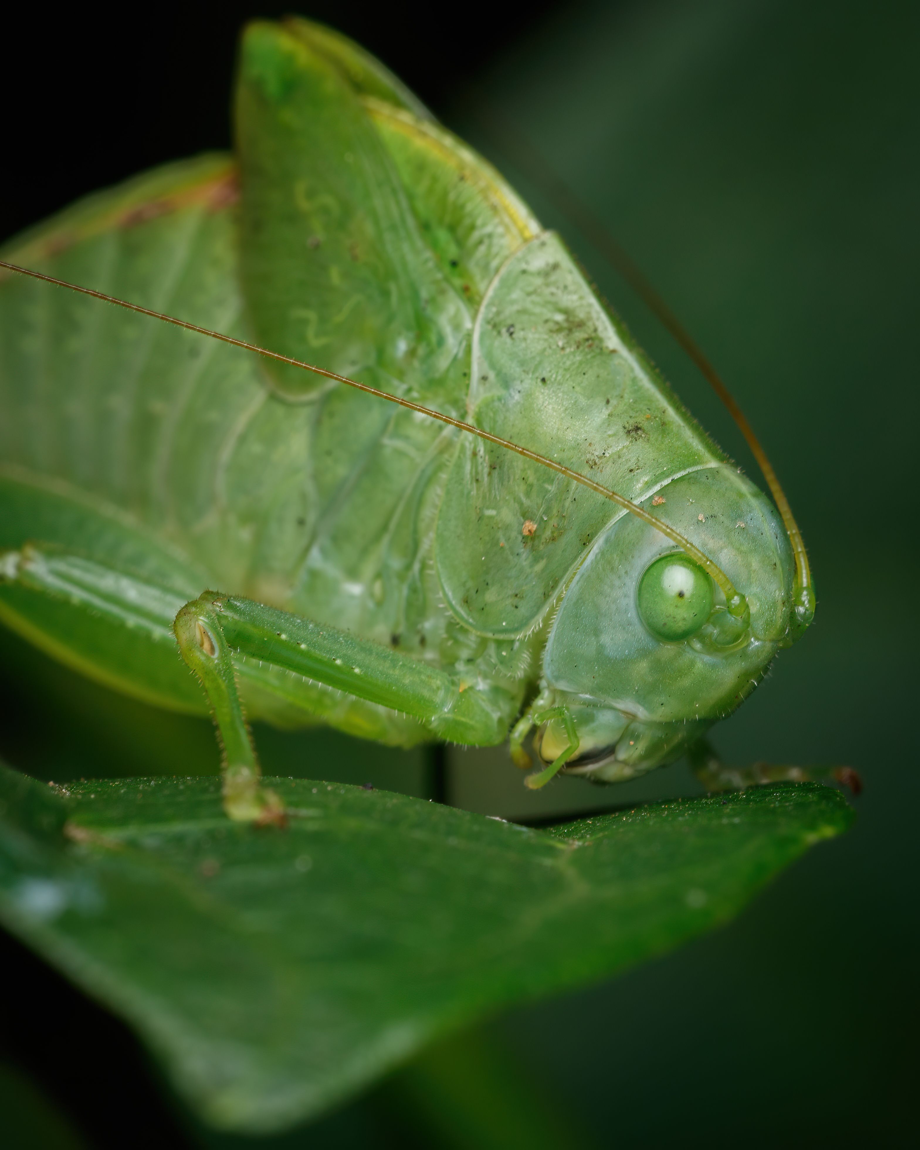 A green insect with large eyes on a leaf · Free Stock Photo