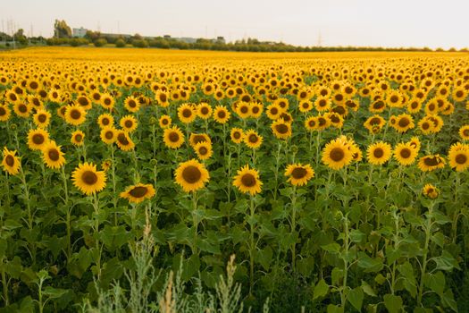 Expansive field of vivid sunflowers under a bright sky, perfect for summer scenery.