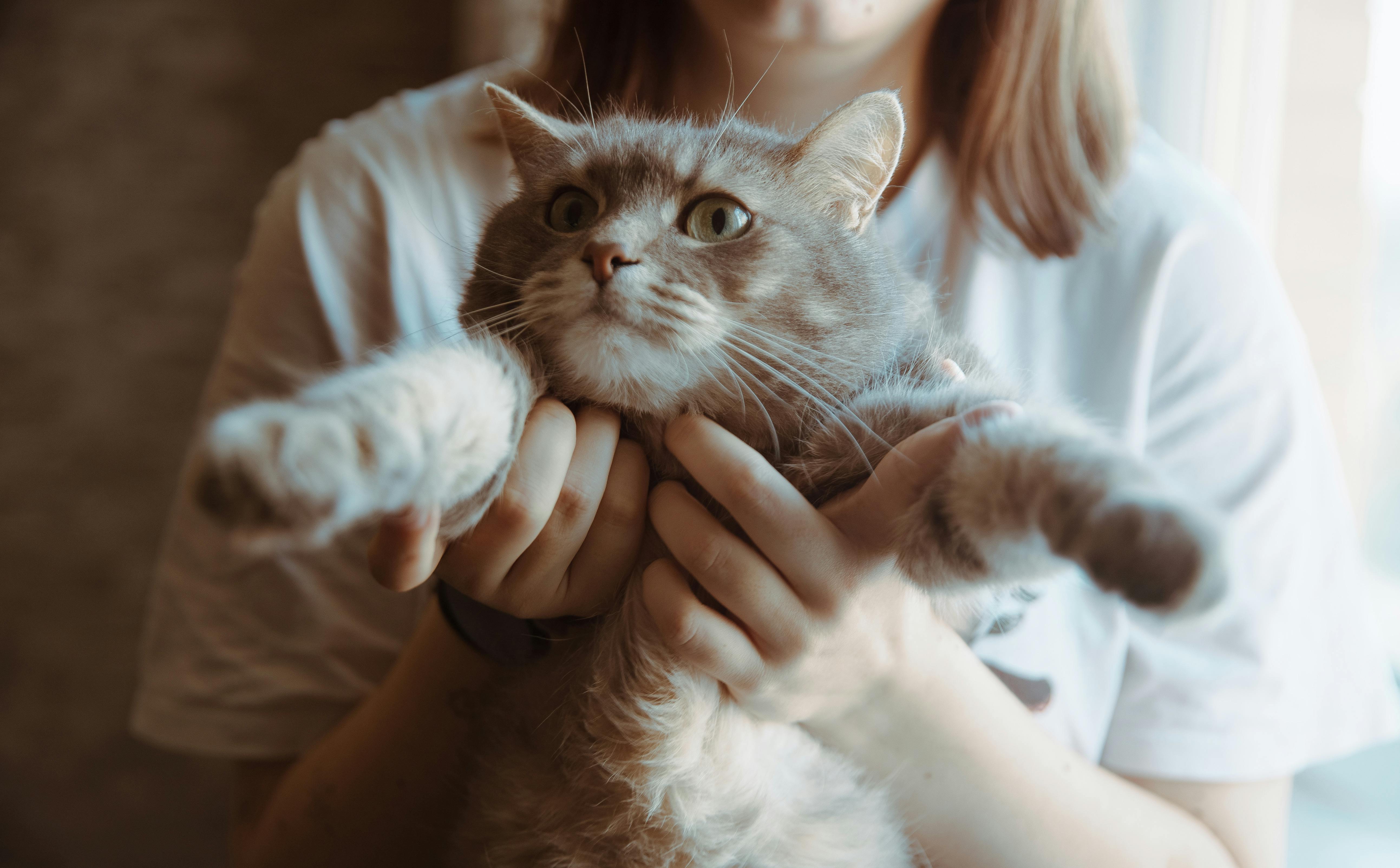 pet care pet health — Photo by Ninari on Pexels
