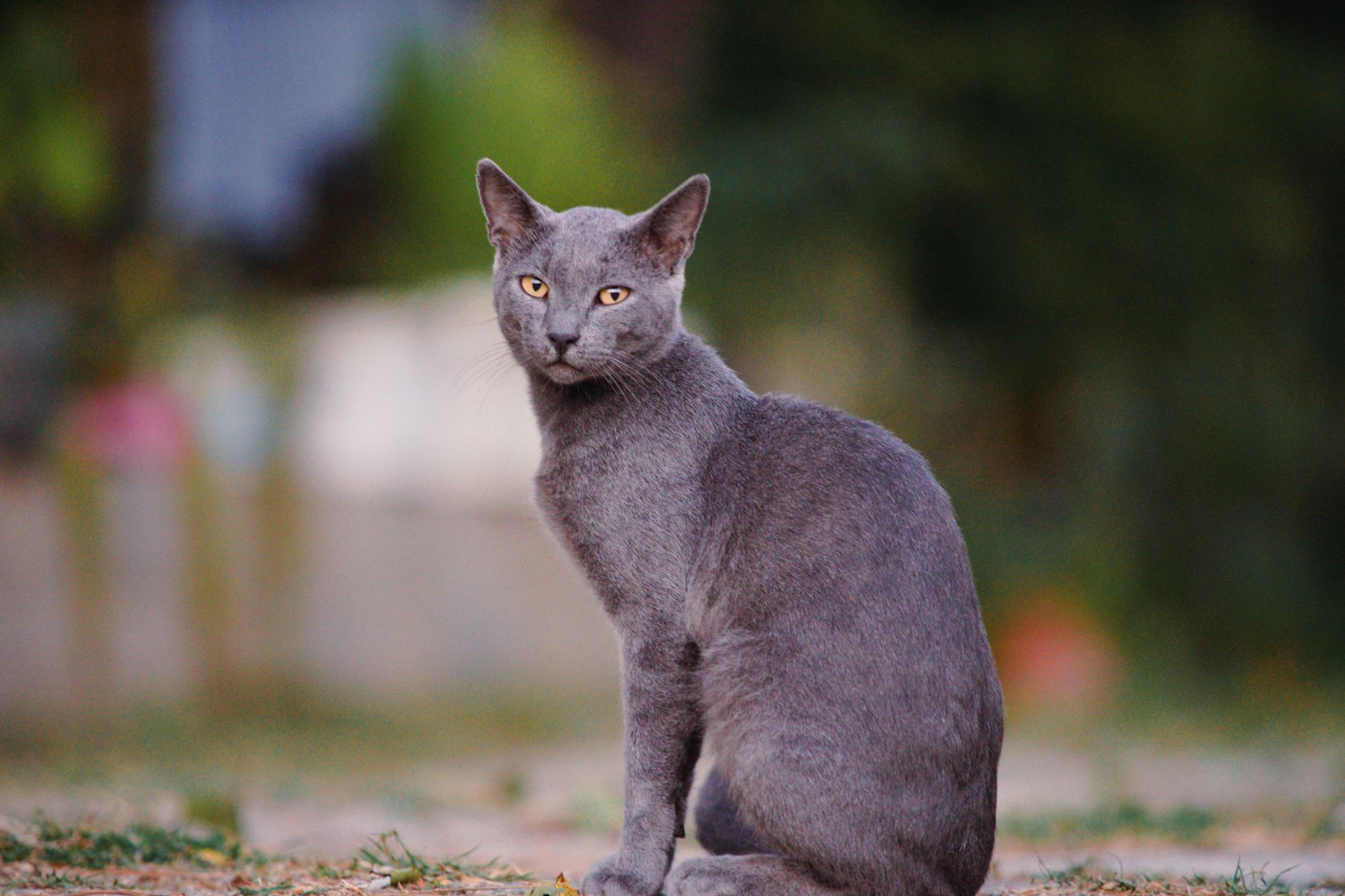 A cute gray cat sitting outdoors with a curious expression, surrounded by nature.