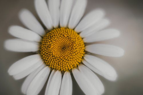 White flower on gray background