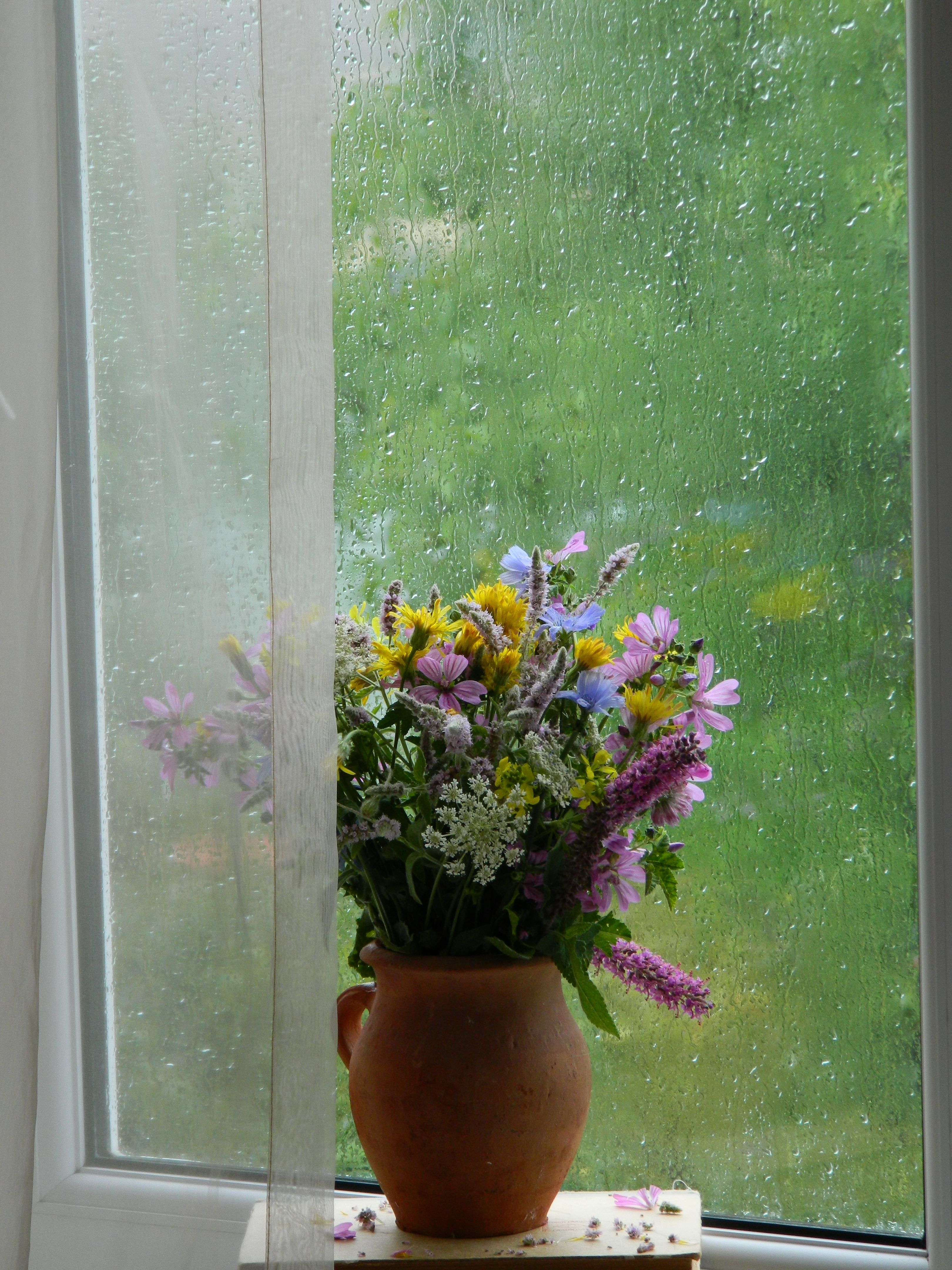 A vase of flowers on a window sill with a rain storm outside · Free ...
