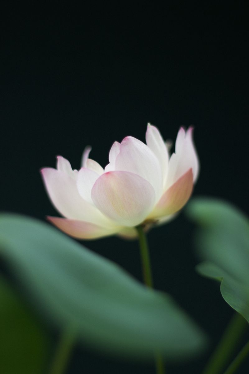 Họa sĩ Ngô Bích Thảo