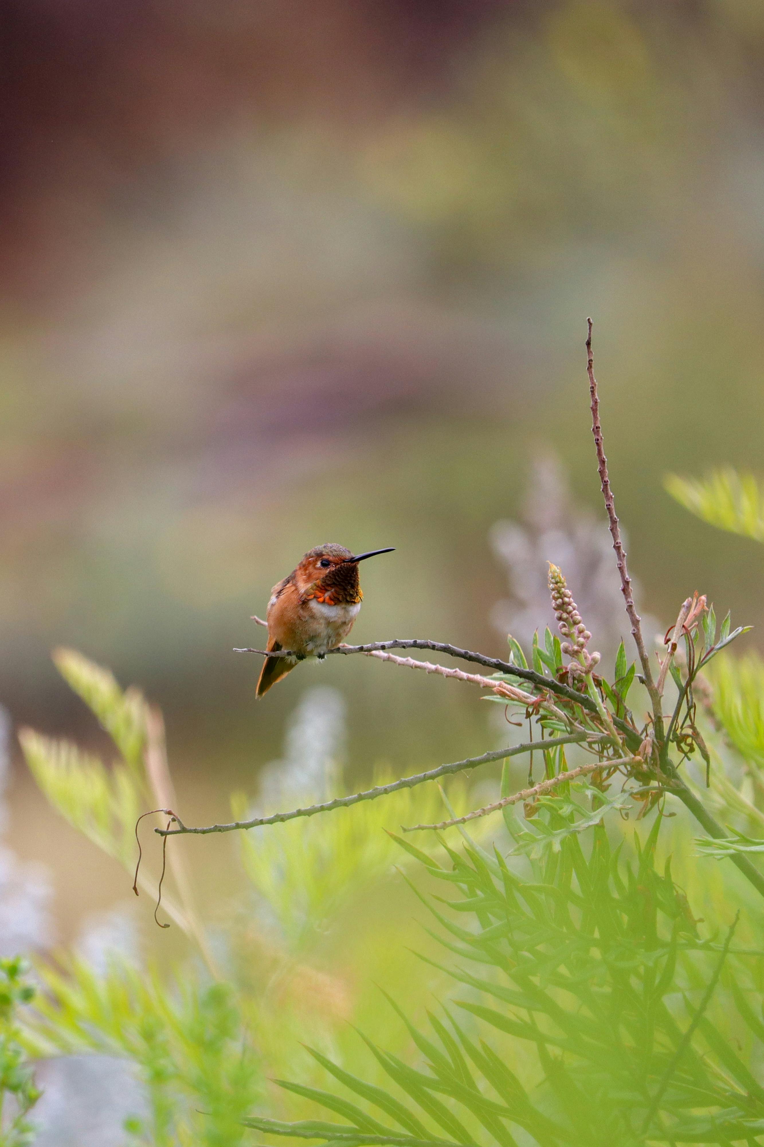 a hummingbird is perched on a twig in the wild