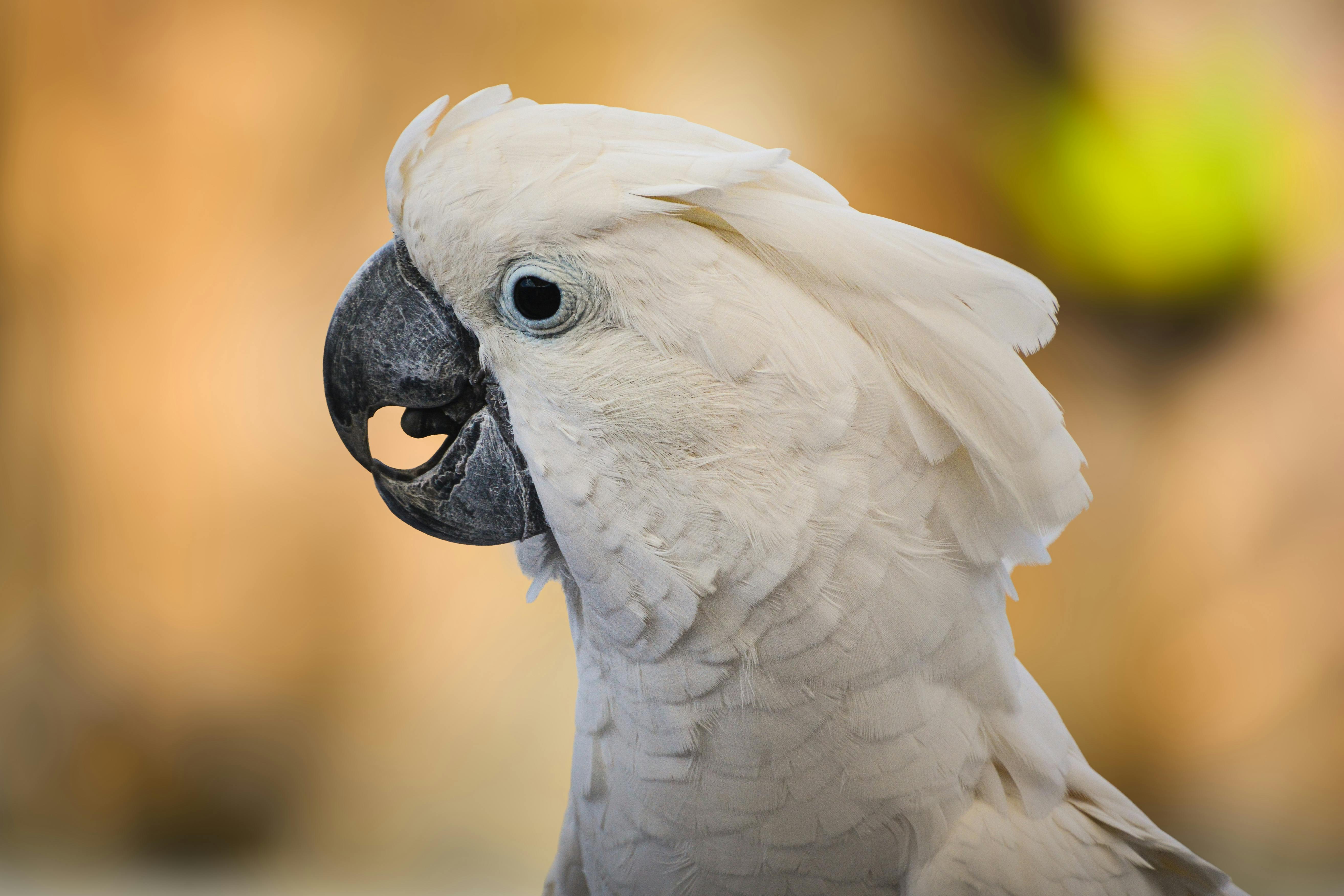 Umbrella Cockatoo (Cacatua Alba)