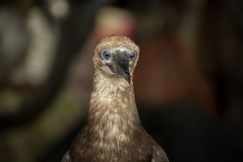Free A detailed close-up of a bird with striking blue eyes, showcasing its sharp features in natural lighting. Stock Photo