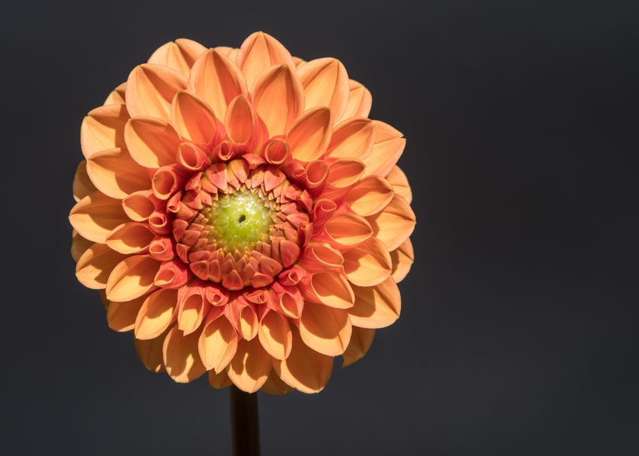 Fotomural Primer plano de una vibrante flor de dalia naranja con pétalos detallados.