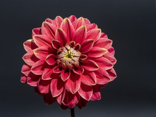 Free Close-up of a vibrant red dahlia flower showcasing its intricate petals against a dark background. Stock Photo