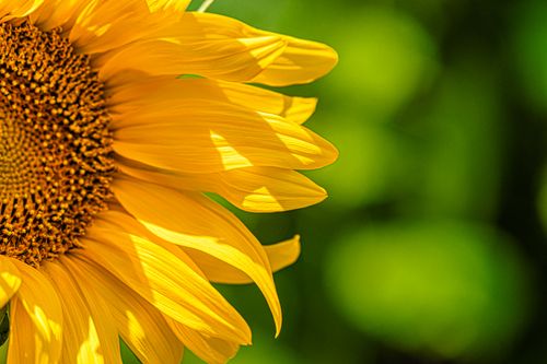Free Bright yellow sunflower in full bloom with green background. Perfect for summer and nature themes. Stock Photo
