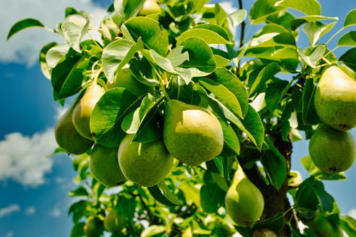 Free Close-up of green pears hanging from a tree branch against a clear summer sky. Stock Photo