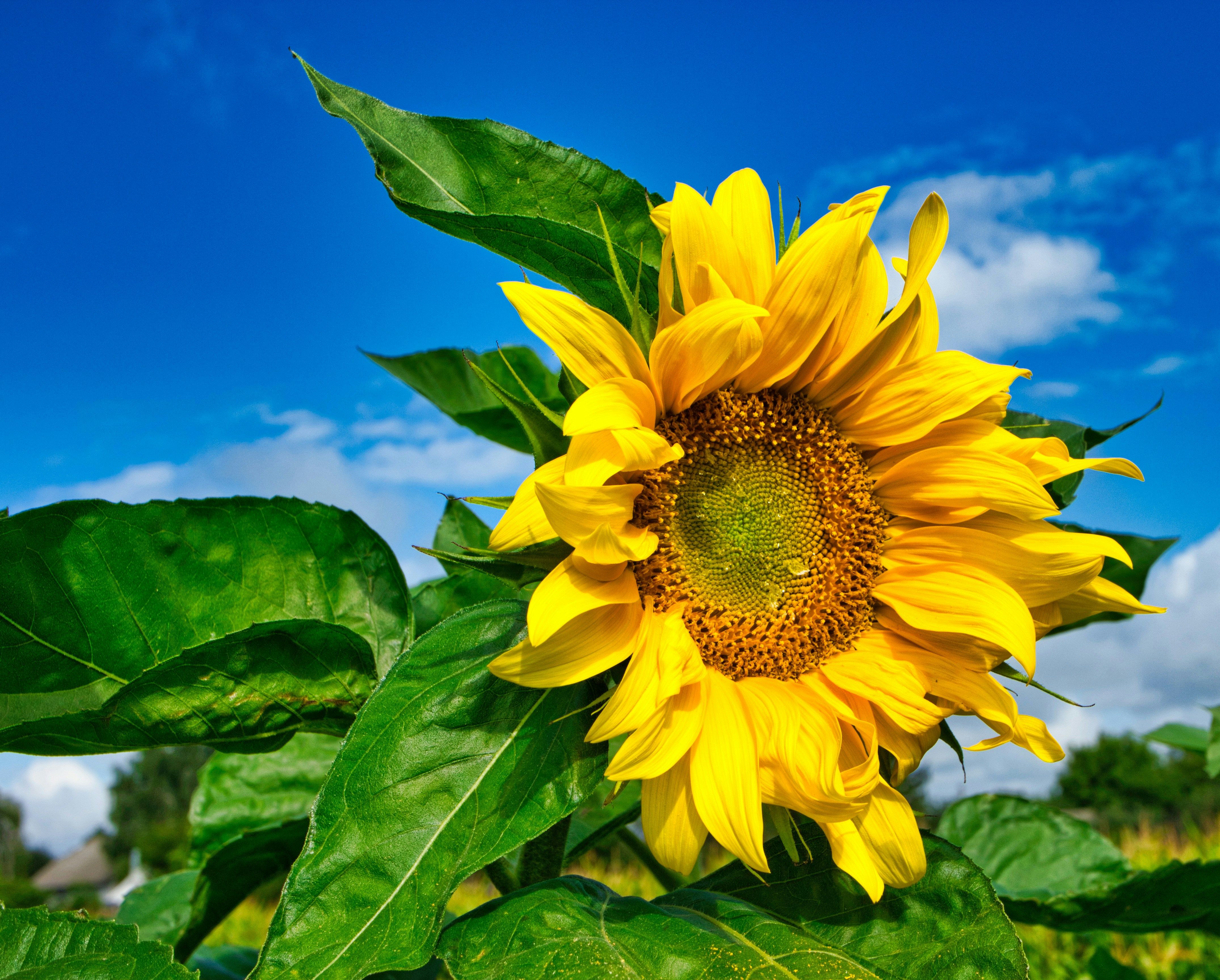 Yelow Background Photos, Download The BEST