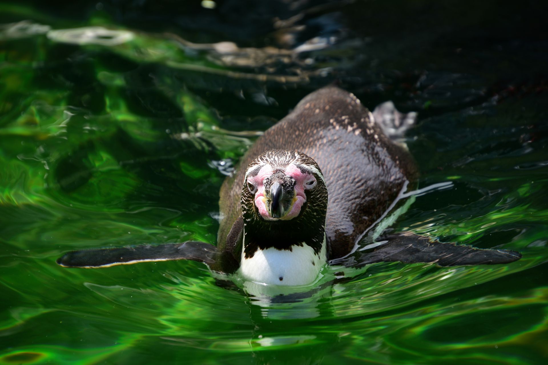 A Humboldt penguin in the water