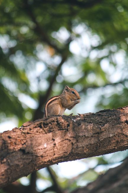 Close-up of an Indian palm squirrel perched on a tree in Coimbatore, India.