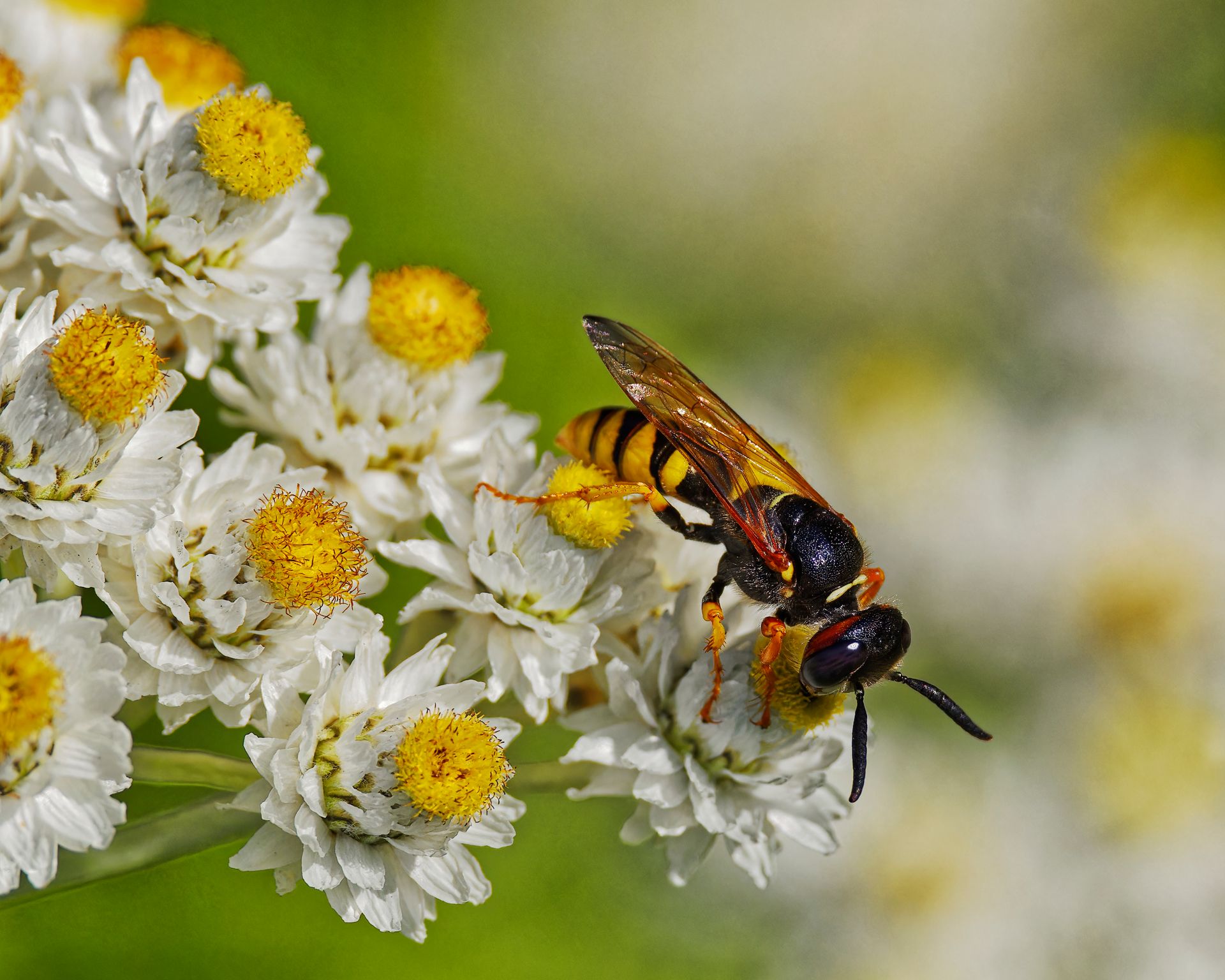 Macro shot of a colorful wasp pollinating white and yellow flowers in a sunny garden setting.