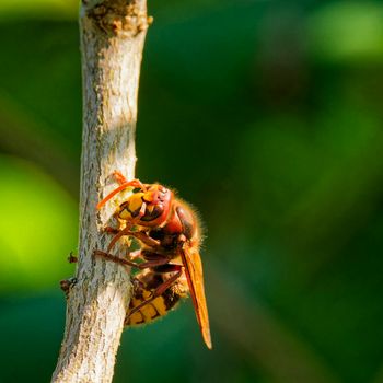 “Murder Hornets” in the United States