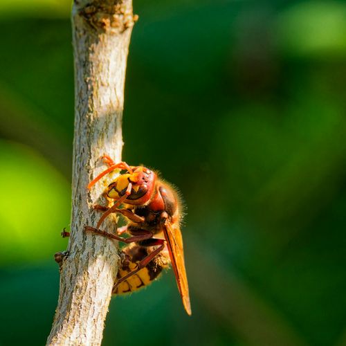 Free Detailed close-up of a wasp perched on a branch, showcasing intricate natural patterns. Stock Photo