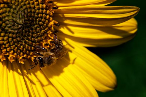 Free Close-up of a bee collecting pollen on a sunflower, highlighting the vibrant yellow petals. Stock Photo