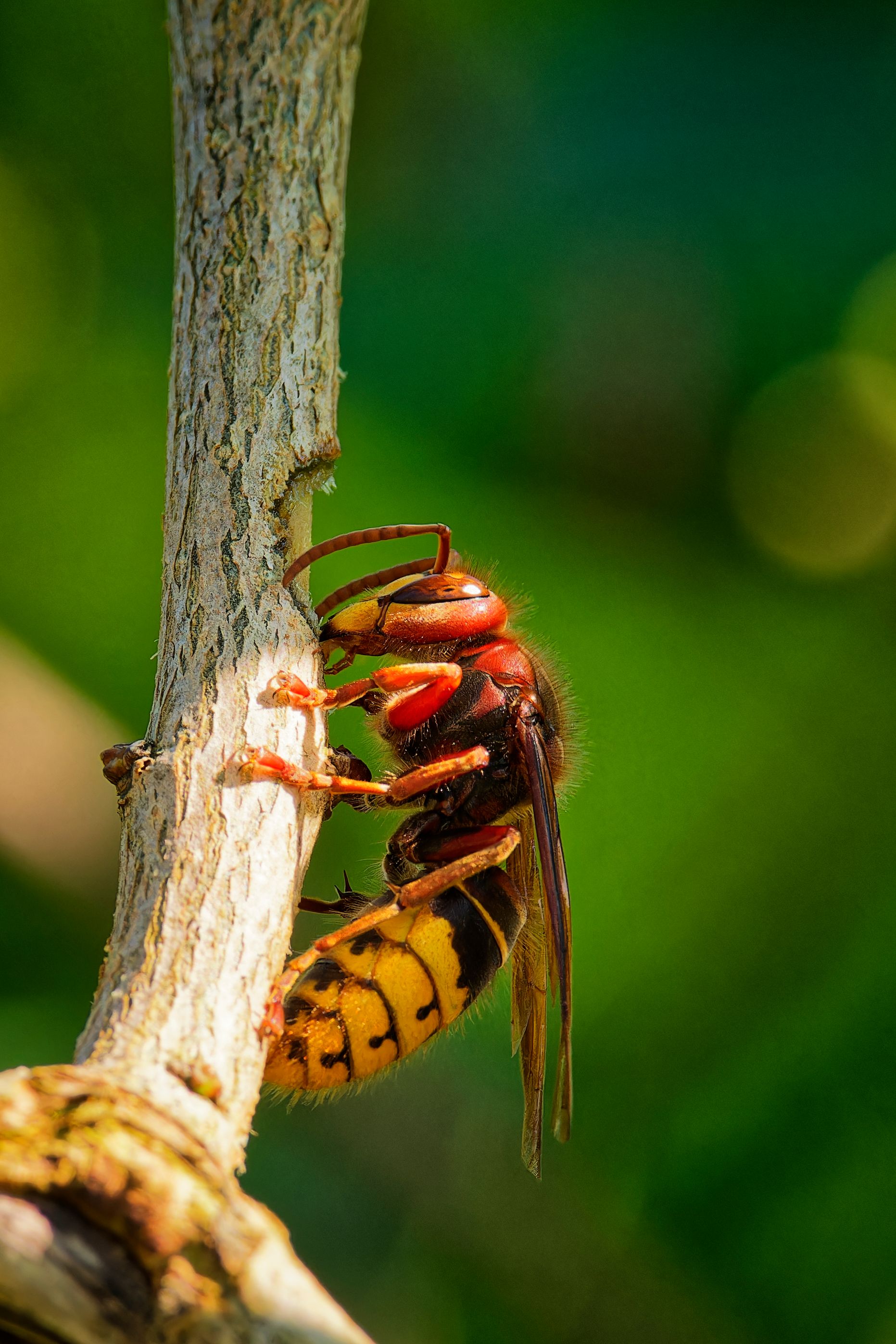Shed and Garage Hornet Removal