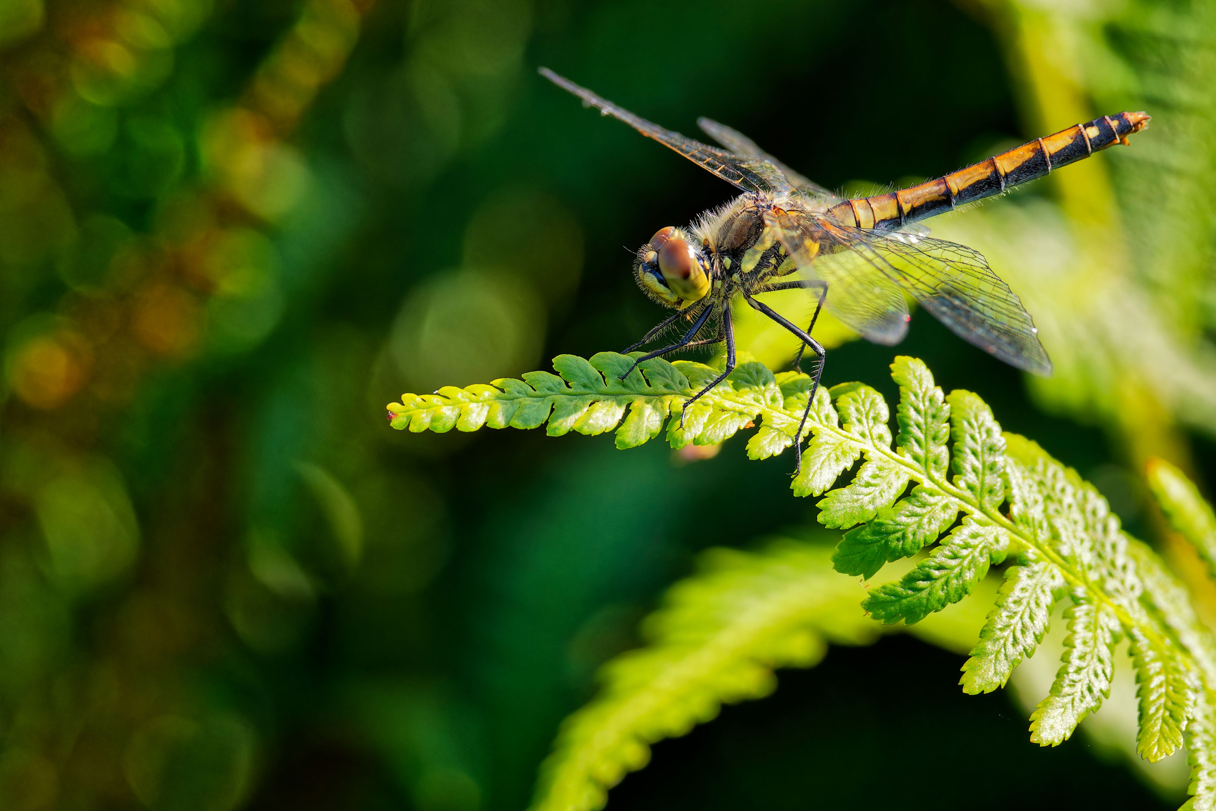 A dragonfly perched on a fern leaf · Free Stock Photo
