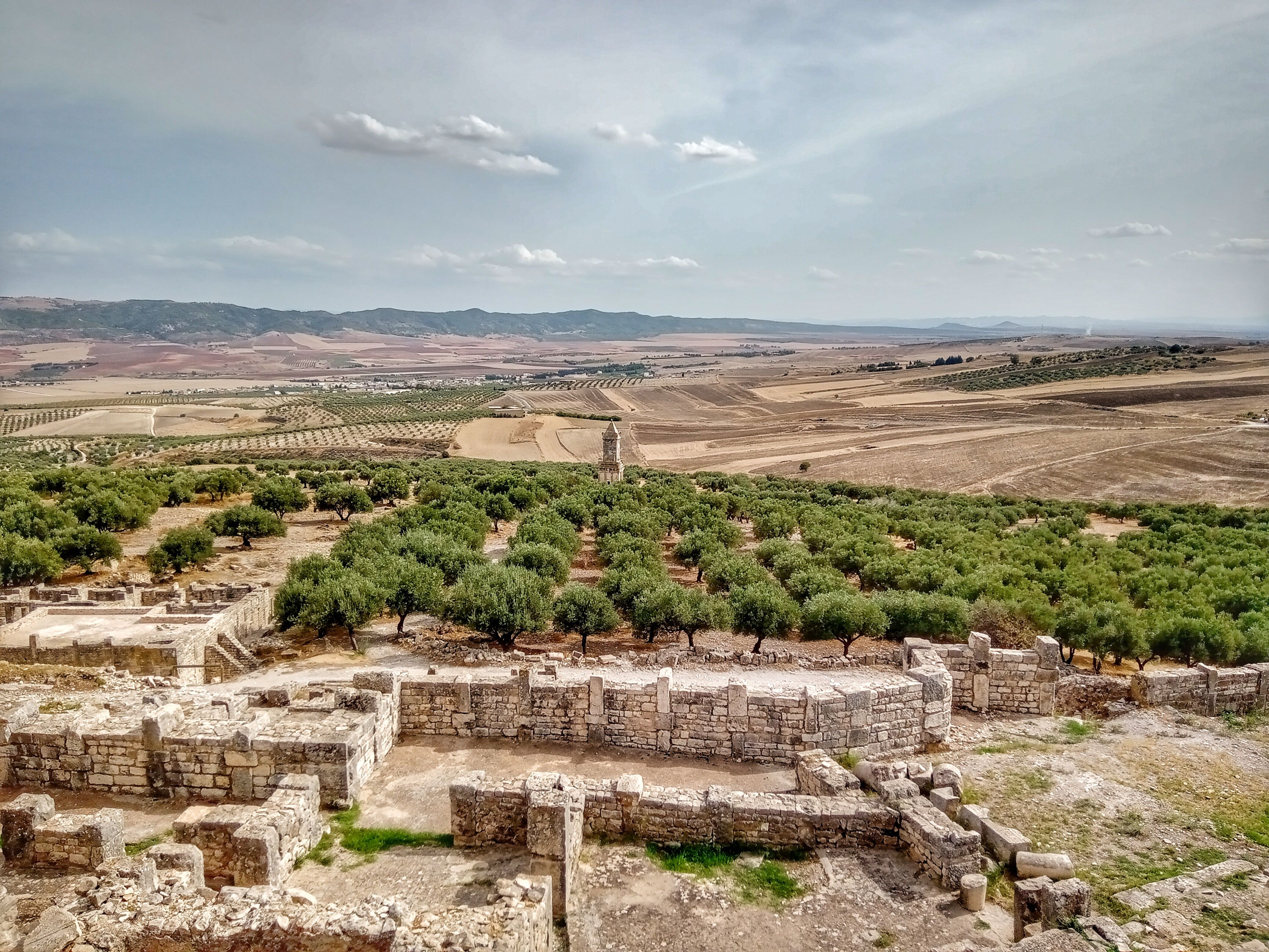 Stunning view of ancient stone ruins with olive groves in Béja, Tunisia.