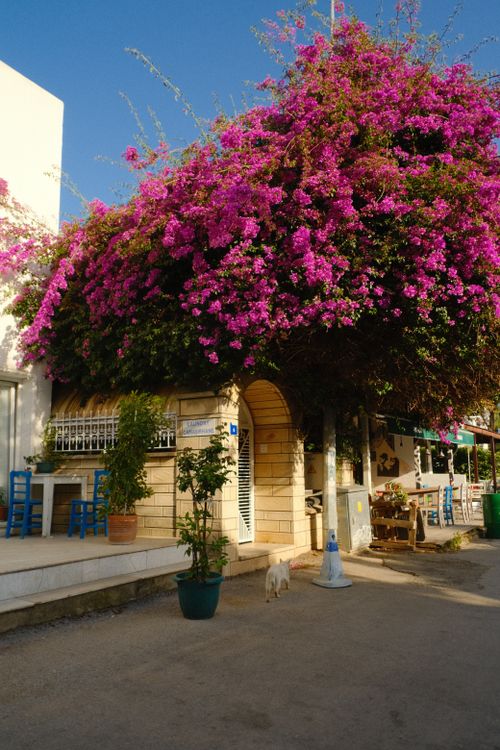 Free A charming outdoor cafe adorned with vibrant pink bougainvillea, offering a picturesque street view. Stock Photo