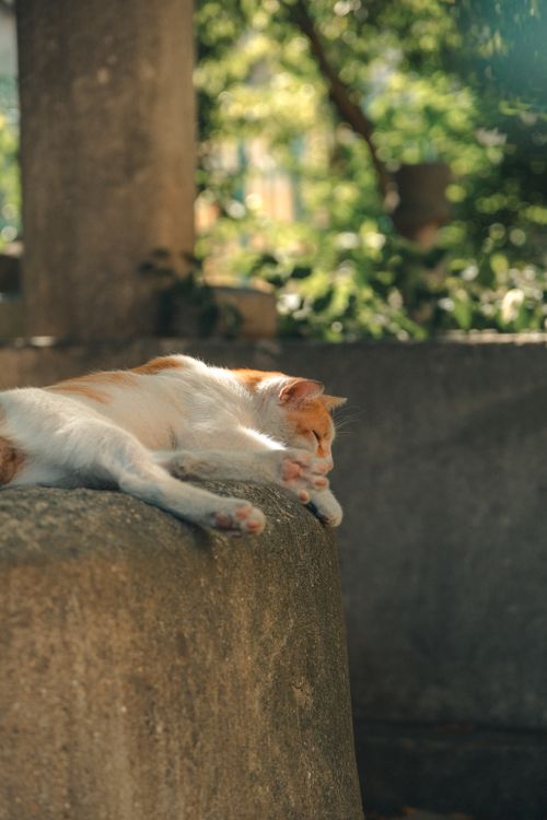 Free A relaxed cat sleeps on a stone ledge in a serene and sunlit park. Stock Photo