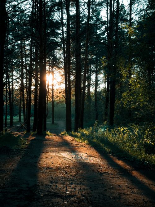 Free Sunlight streaming through forest trees casting shadows on a serene path. Stock Photo