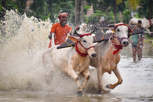 A man races with bulls through muddy water, showcasing energy and tradition.
