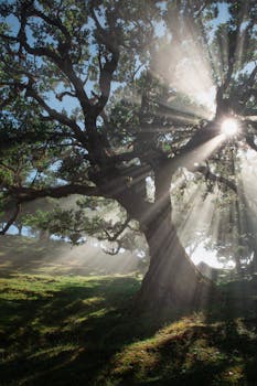 Sunlight streaming through a large oak tree in Madeirã, Portugal forest.