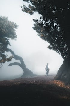 A solitary figure walks in a foggy forest in Madeira, Portugal, at sunrise, surrounded by mist and towering trees.