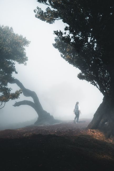 A solitary figure walks in a foggy forest in Madeira, Portugal, at sunrise, surrounded by mist and towering trees.