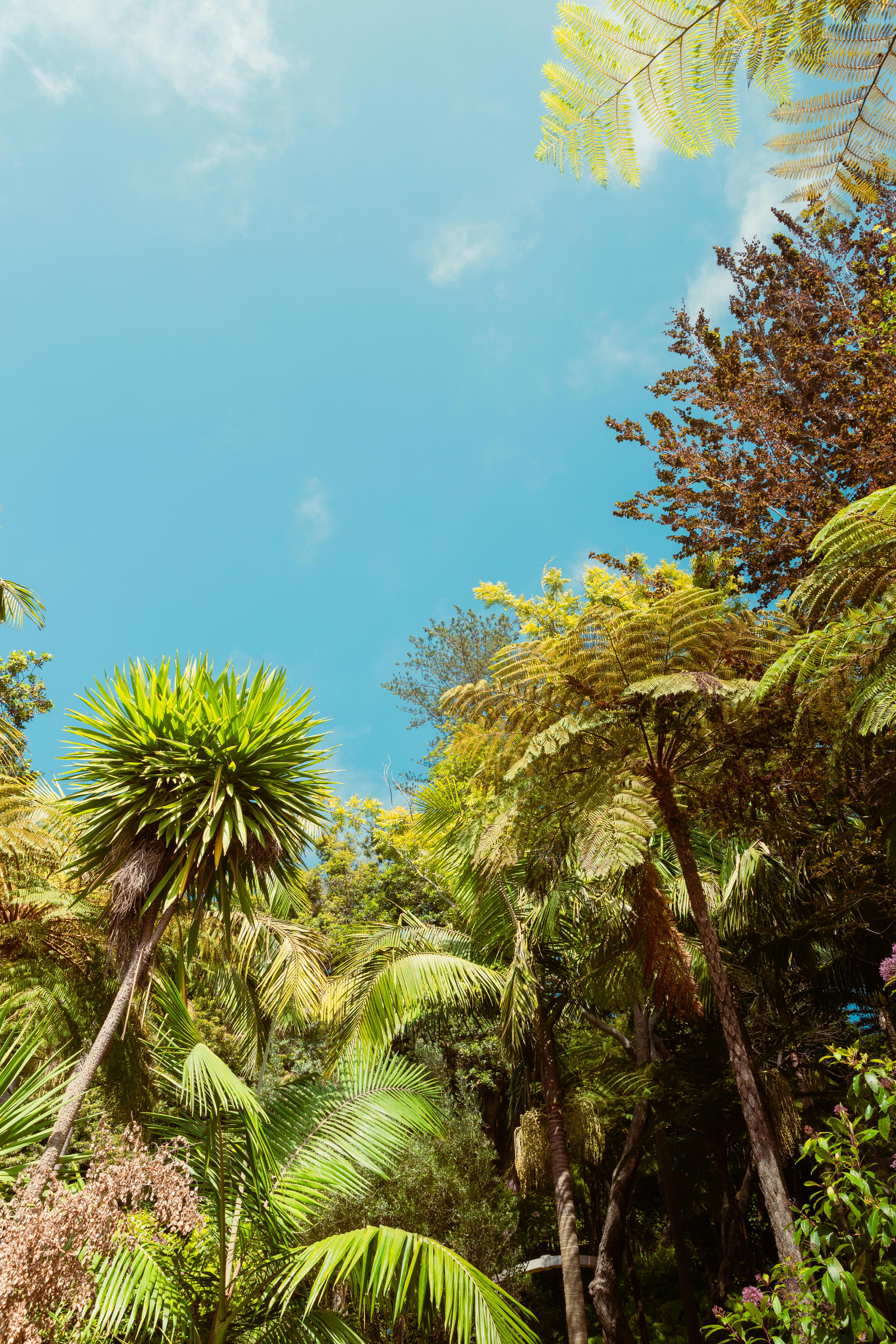 a tropical forest with tall trees and blue sky