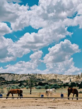 Grazing horses under the clear sky in rugged Cappadocia landscape, Türkiye.