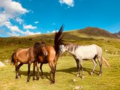 Three horses standing in a lush mountain pasture under a bright blue sky, showcasing rural nature.