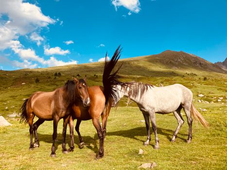 Three horses standing in a lush mountain pasture under a bright blue sky, showcasing rural nature.