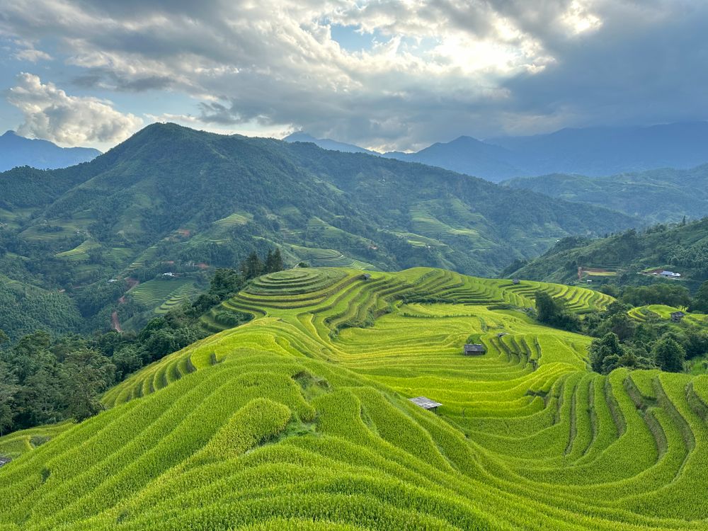 The Green Rice Fields In China Free Stock Photo the-green-rice-fields-in-china-free-stock-photo