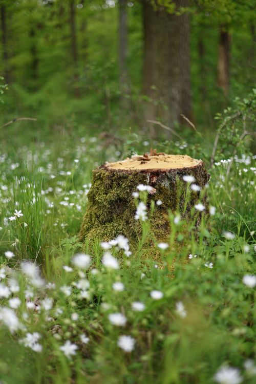 Free Peaceful woodland scene with a mossy stump surrounded by wildflowers and lush greenery. Stock Photo