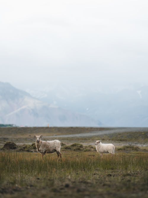 免费 两只白羊在绿色草地上 素材图片