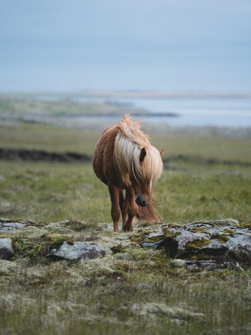 茶色の馬のセレクティブフォーカス写真