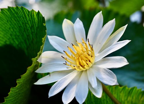 Free Vibrant white water lily with lush green leaves in a tranquil outdoor setting. Stock Photo