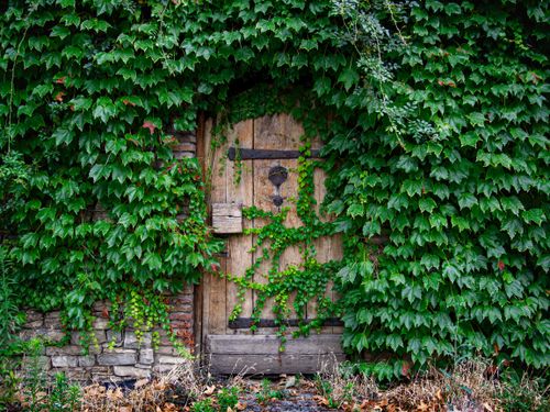Free Wooden door enveloped by lush green ivy in a serene garden setting. Stock Photo
