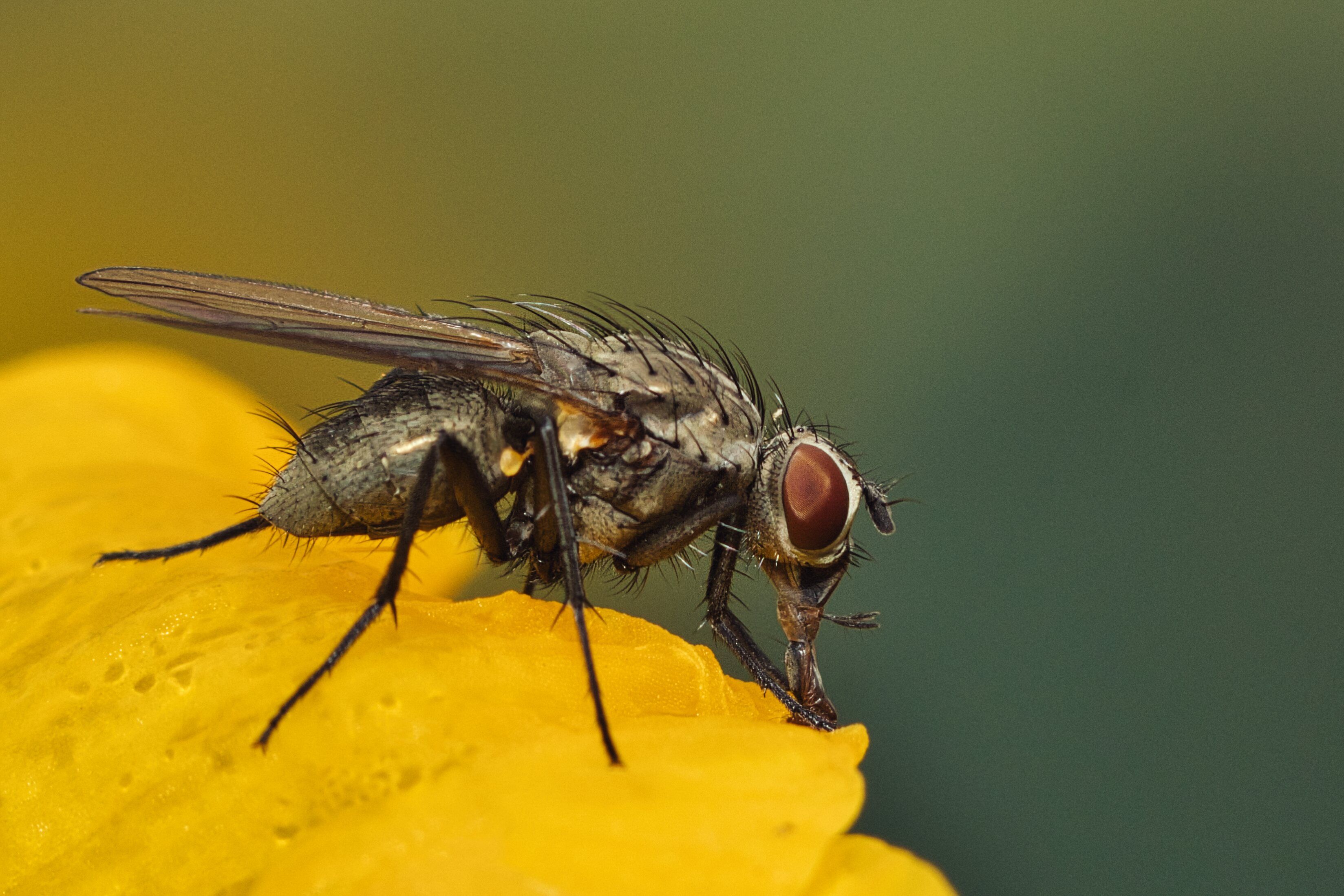 A fly is sitting on top of a yellow flower · Free Stock Photo